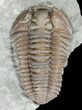 Prone Flexicalymene Trilobite - Ohio #61045-2